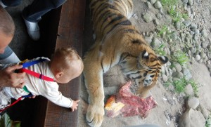 feeding-time-at-the-zoo